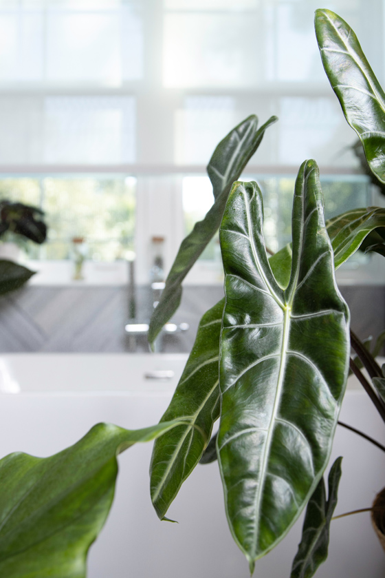 leafjoy alocasia