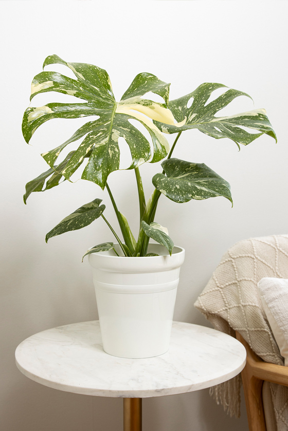 leafjoy monstera